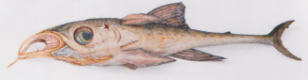 Plik:Ryba kanalowa.png