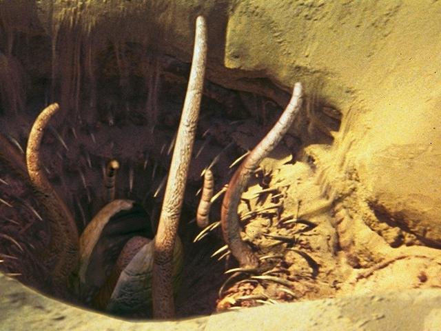 Plik:Sarlacc.jpg