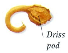 Plik:Driss.png
