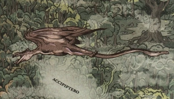 Plik:Accipiptero.png