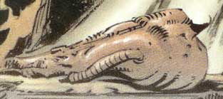 Plik:Skoczek koralowy 05.jpg
