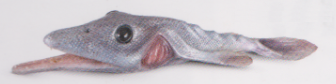Plik:Garpon.png