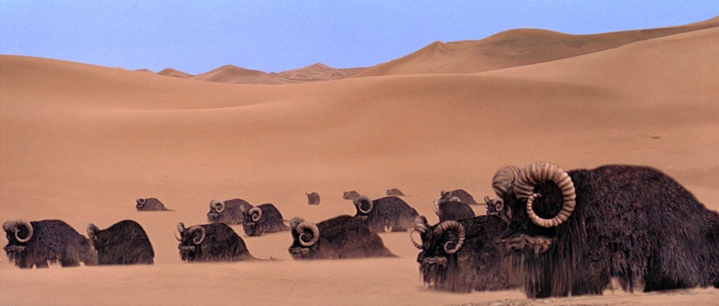 Plik:Bantha2.jpg