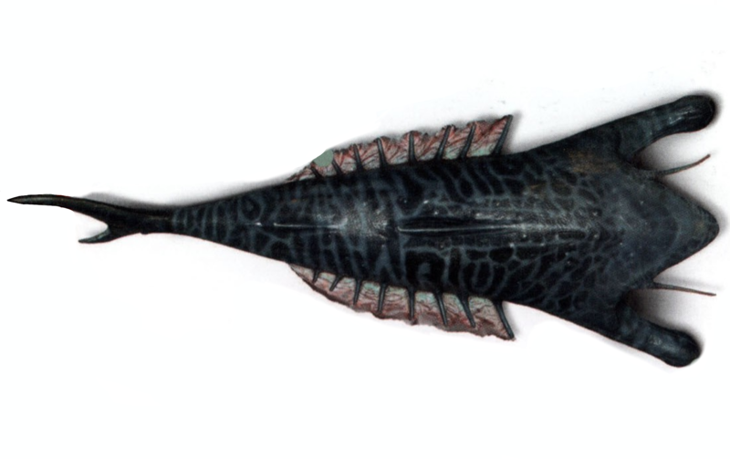 Plik:Slizgacz blekitnawy.png