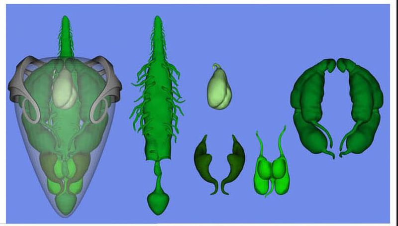 Plik:Organy Grievousa.jpg