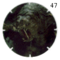 Rancor