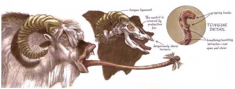 Plik:Bantha tongue.jpg