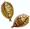 Miniatura wersji z 20:46, 11 cze 2010