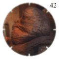 Jabba the Hutt