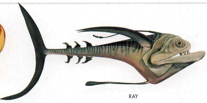 Plik:Ray.jpg