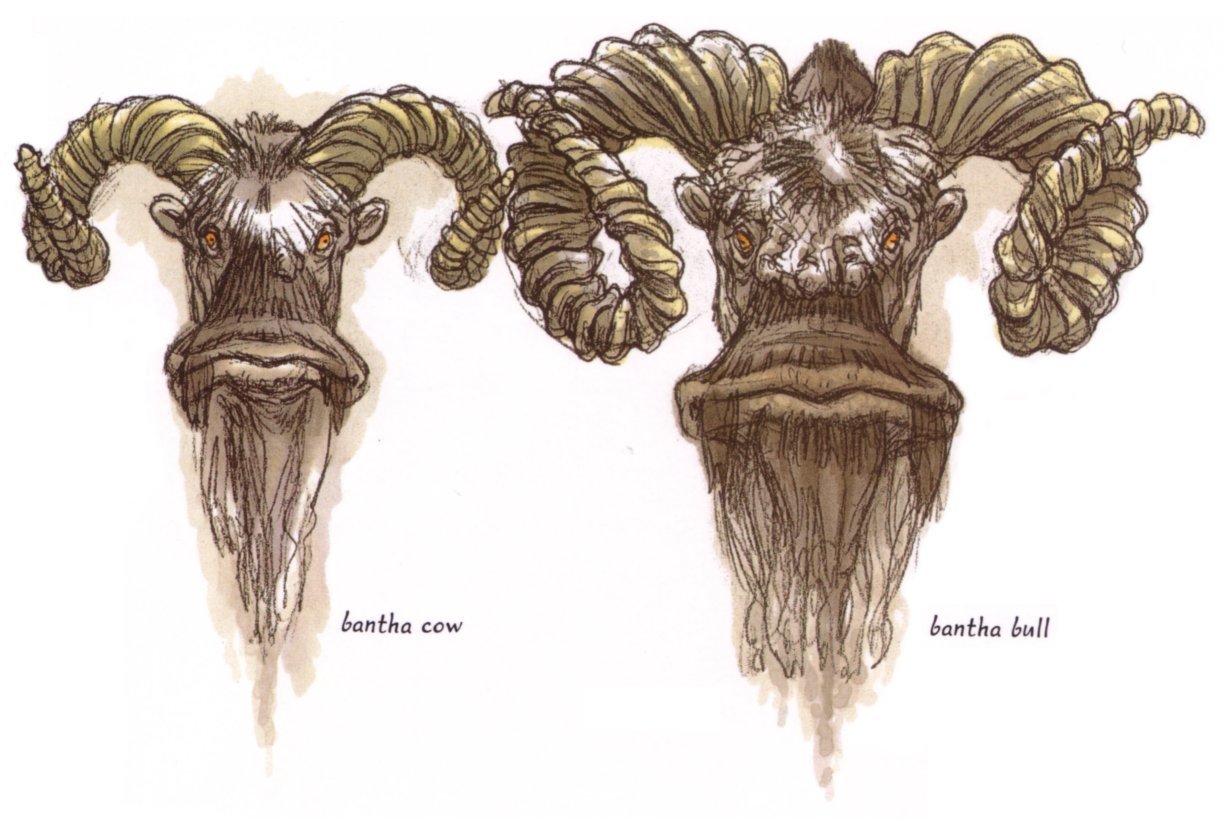 Plik:Bantha Bull and Cow.jpg