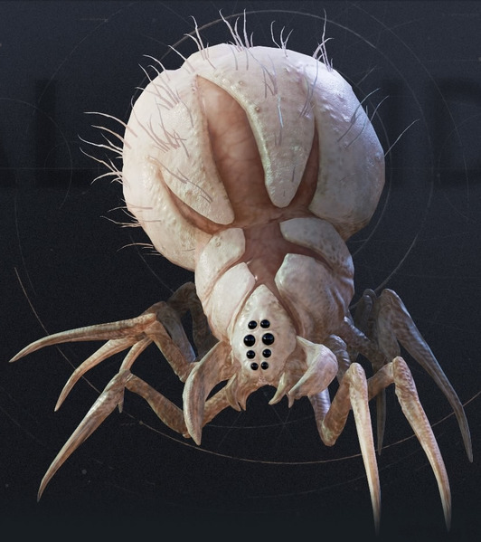 Plik:Albino Wyyyschokk.jpg